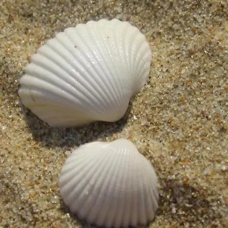 Harmony Slantchev Briag