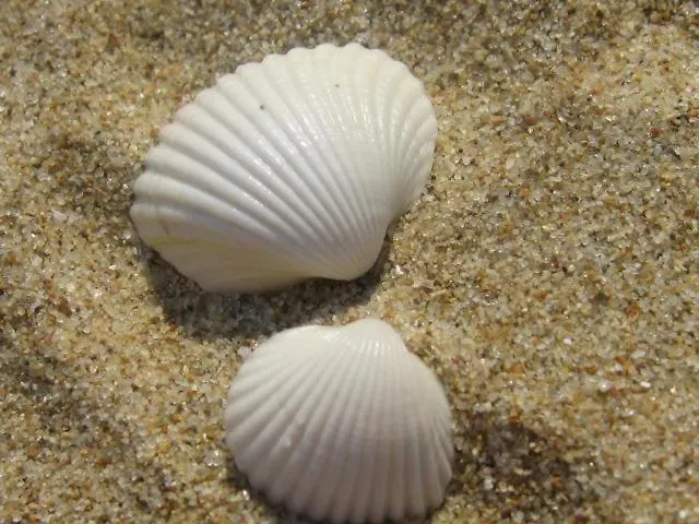 Harmony Солнечный берег